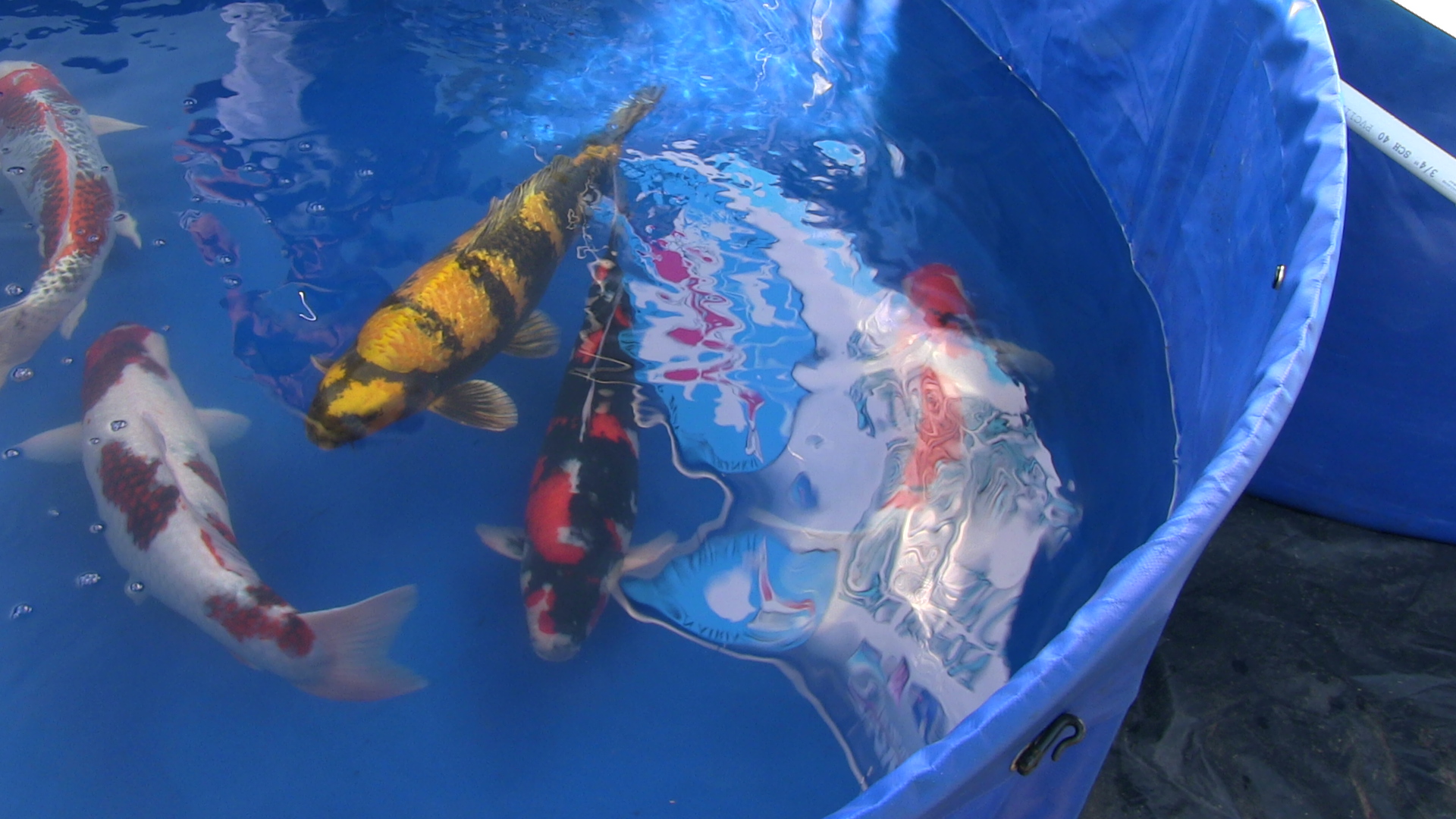 ZNA SoCal Chapter's 40th Annual Open KOI Show