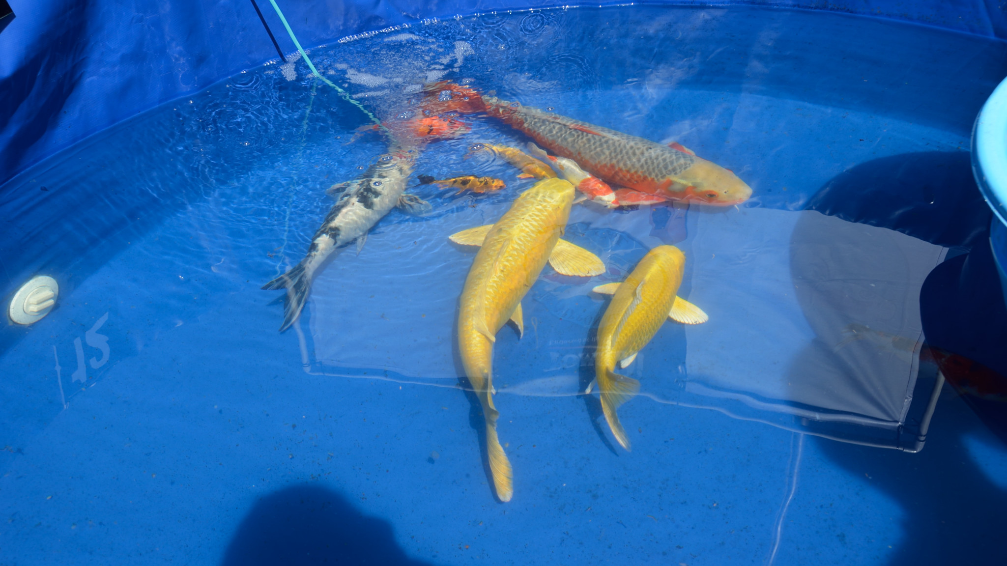 ZNA SoCal Chapter's 40th Annual Open KOI Show