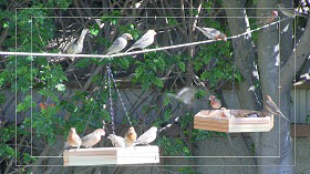 Finch Feeding Frenzy