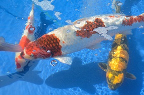 39th Annual Koi Show in Gardena California